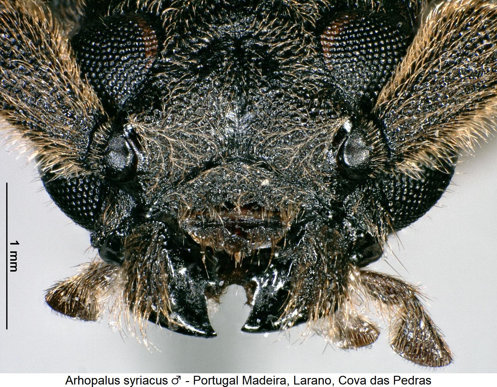 arhopalus_syriacus_k.jpg
