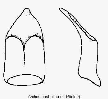 aridius_australica.gif