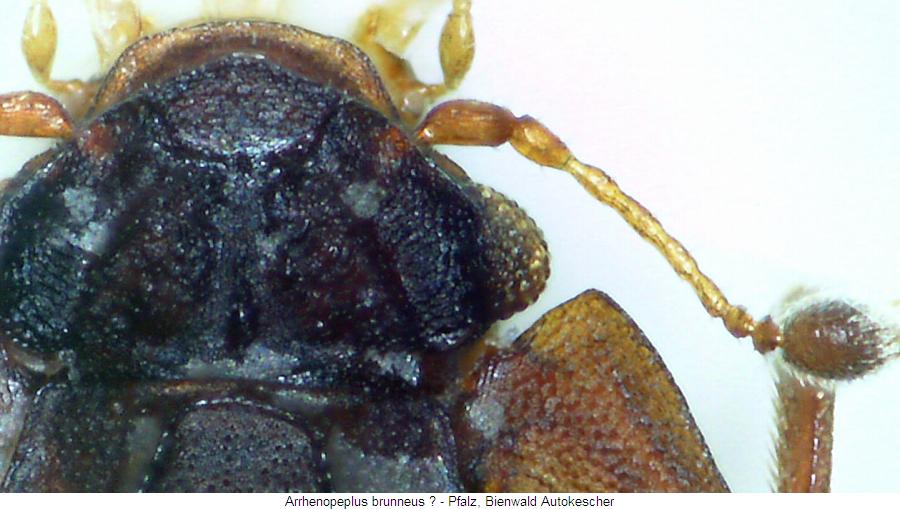 arrhenopeplus_brunneus_f.jpg