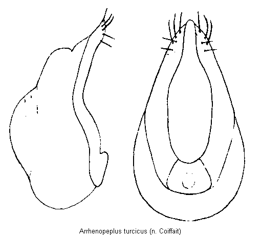 arrhenopeplus_turcicus.gif