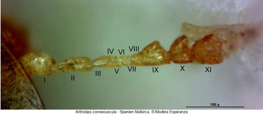 arthrolips_convexiuscula_f.jpg