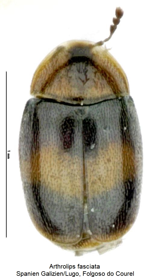 arthrolips_fasciata_hab2.jpg