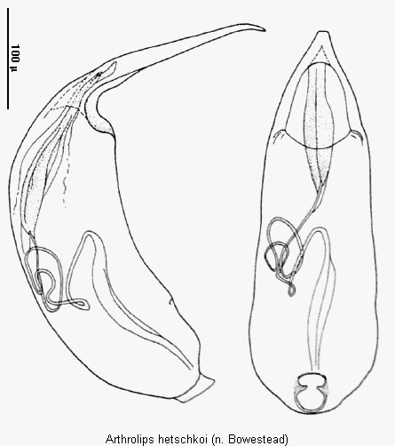 arthrolips_hetschkoi.gif