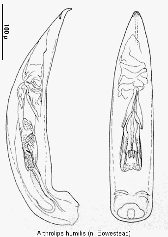 arthrolips_humilis.gif