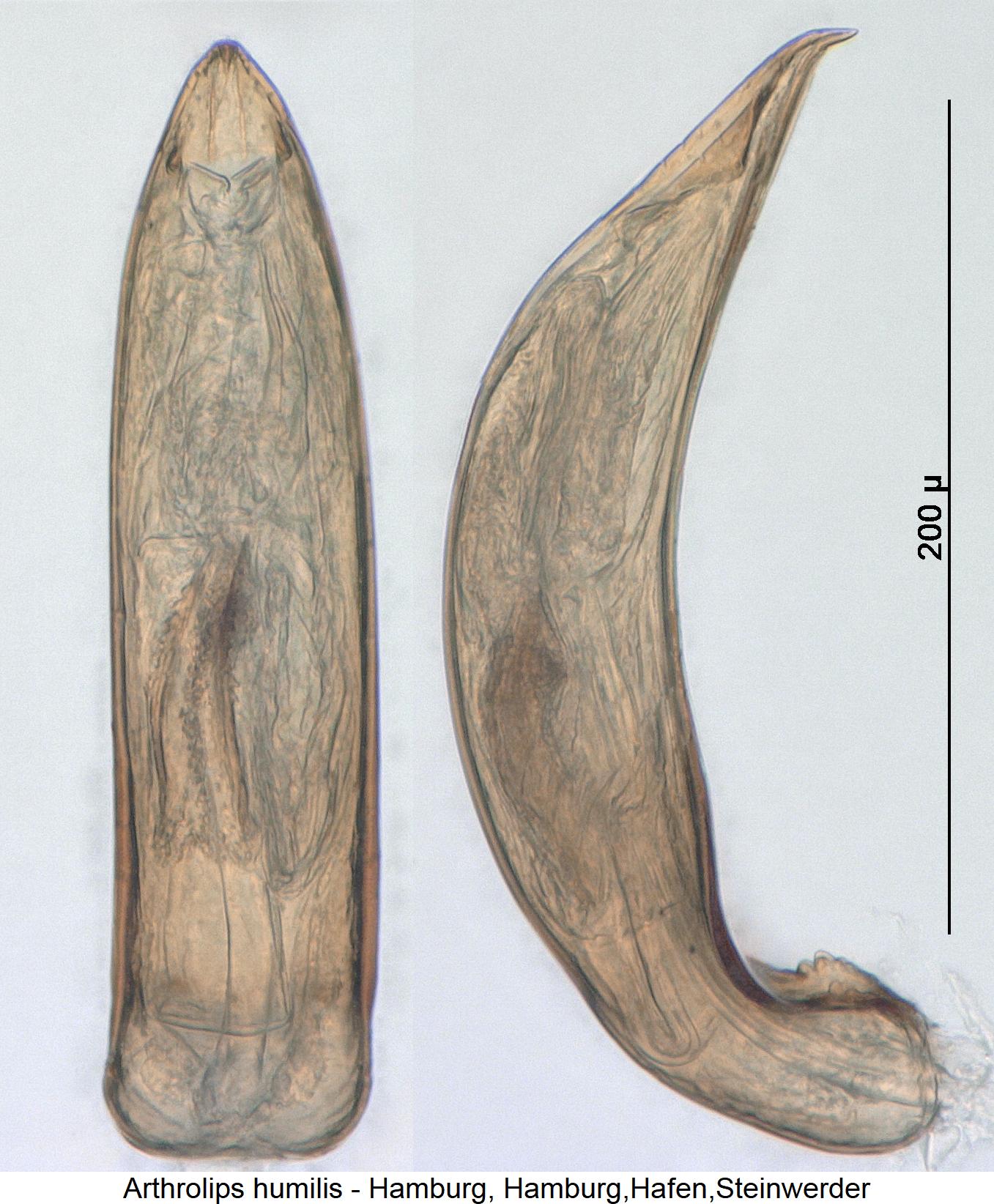 arthrolips_humilis.jpg