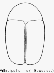 arthrolips_humilis_hab.gif