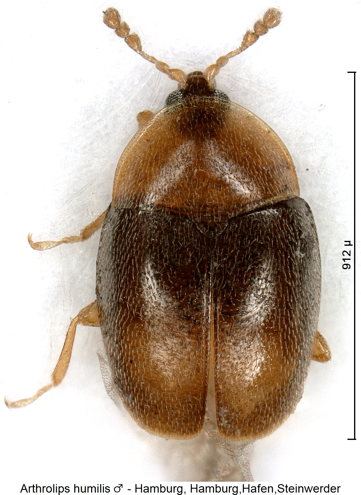 arthrolips_humilis_m_hab.jpg