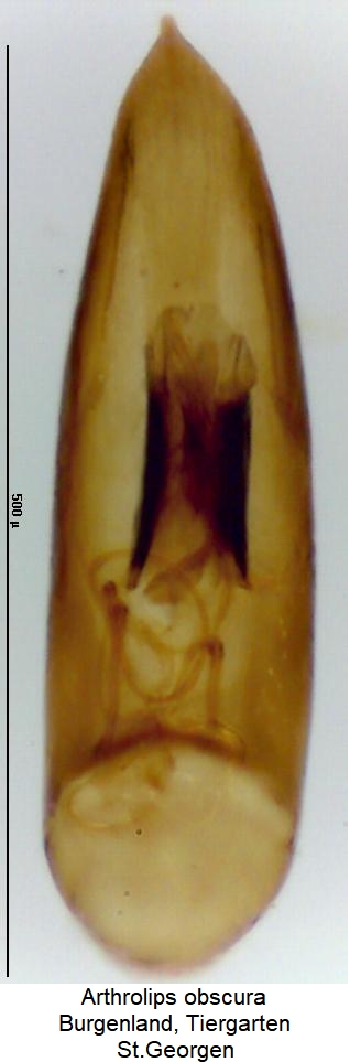 arthrolips_obscura3.jpg