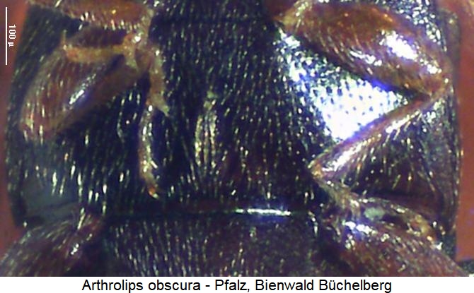 arthrolips_obscura_hbr.jpg