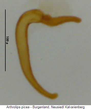 arthrolips_picea_sperm.jpg