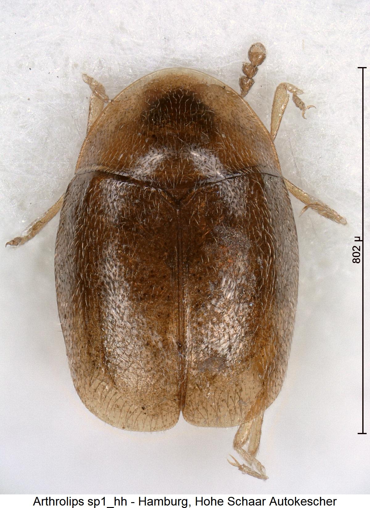 arthrolips_sp1_hh_hab.jpg