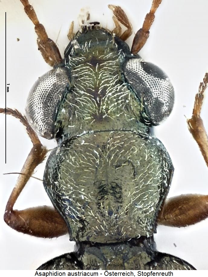 asaphidion_austriacum_vk.jpg