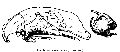 asaphidion_caraboides.gif