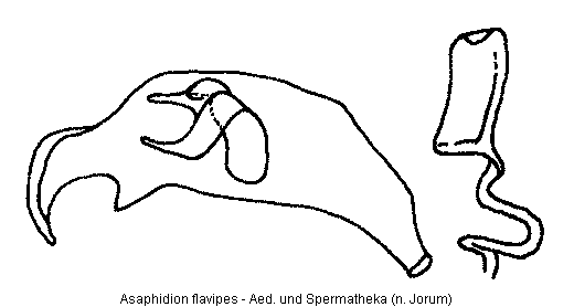 asaphidion_flavipes.gif