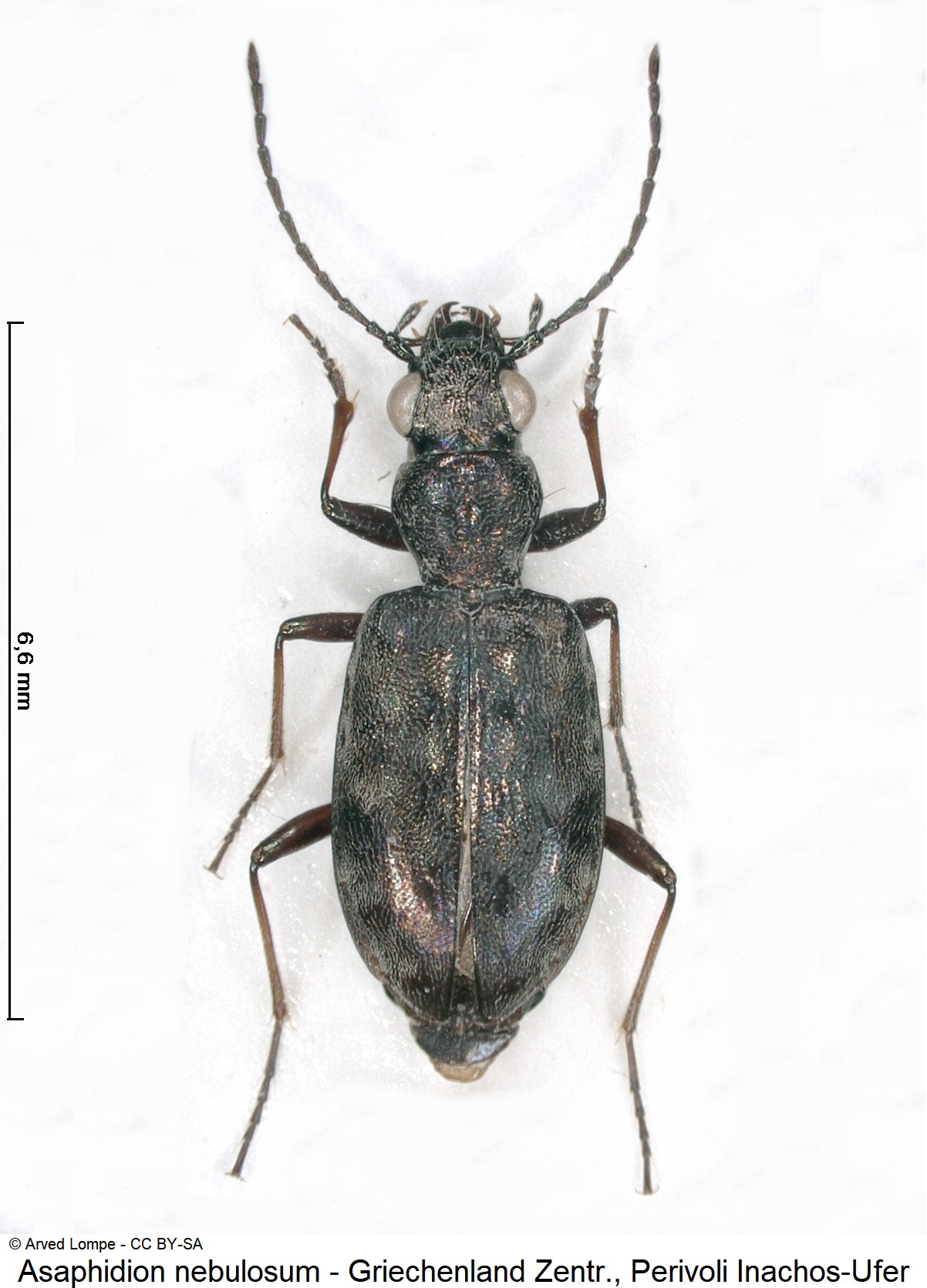 asaphidion_nebulosum_ck30824305_hab.jpg