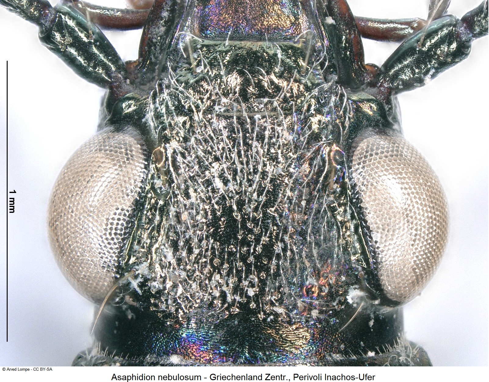 asaphidion_nebulosum_ck30824305_k.jpg