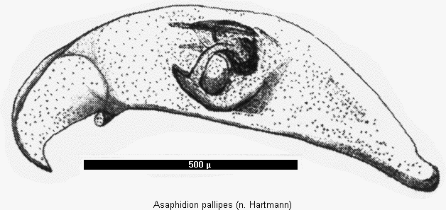 asaphidion_pallipes2.gif