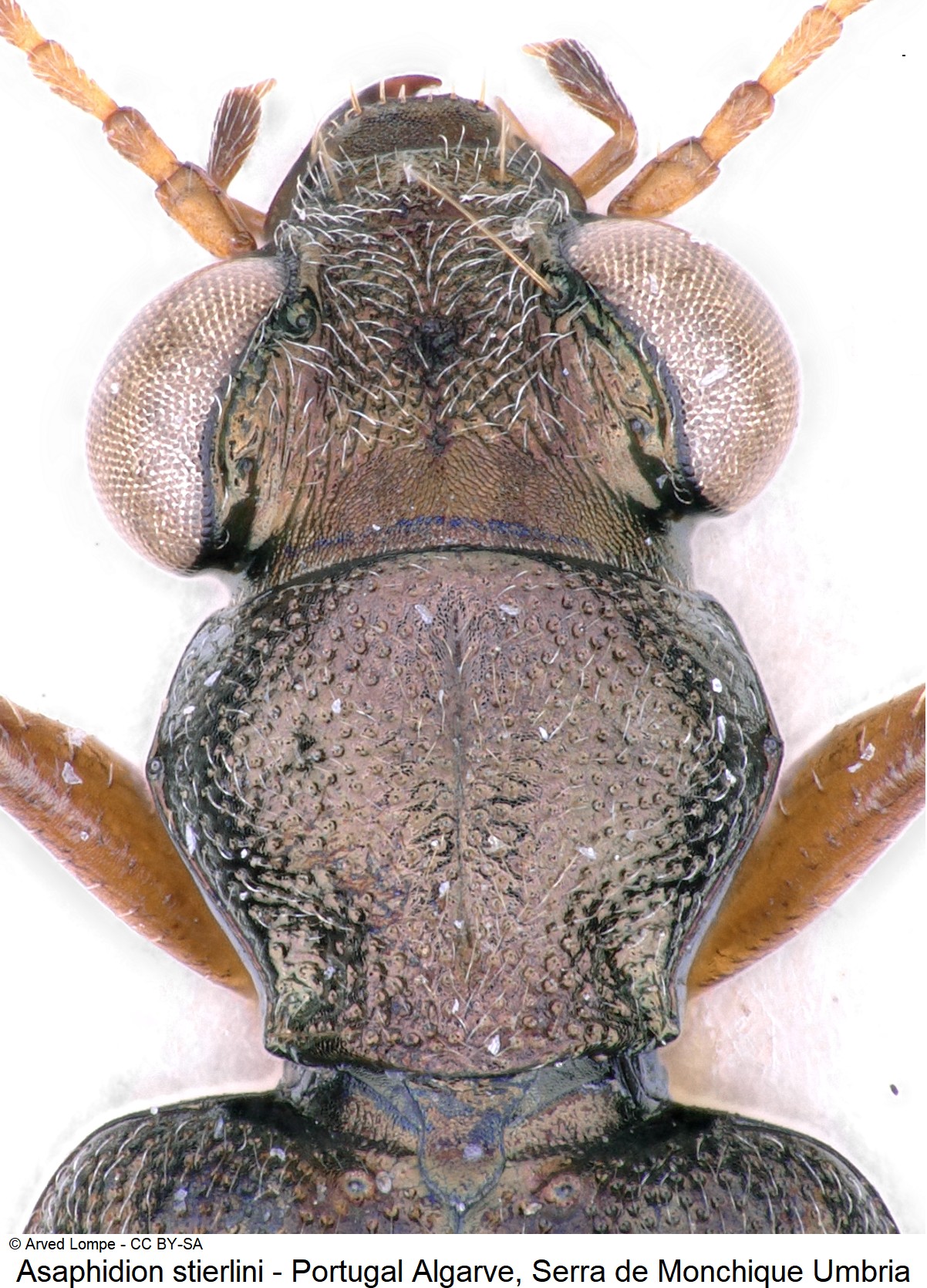 asaphidion_stierlini_ck18611_vk.jpg
