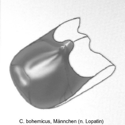 asionus_bohemicus_abd.jpg