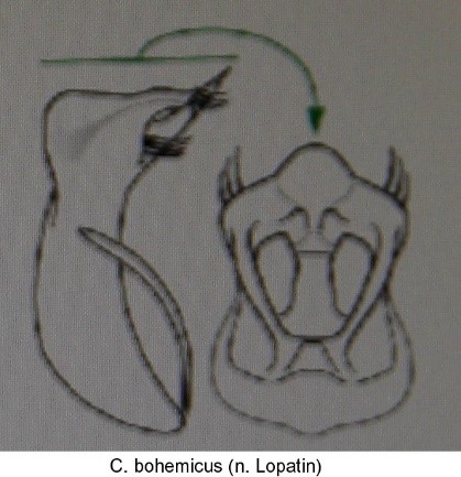 asionus_bohemicus_aed.jpg