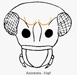 asiorestia_k.gif