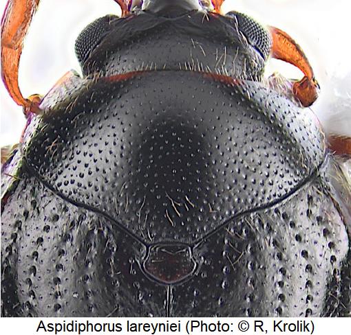 aspidiphorus_lareyniei_hsch.jpg