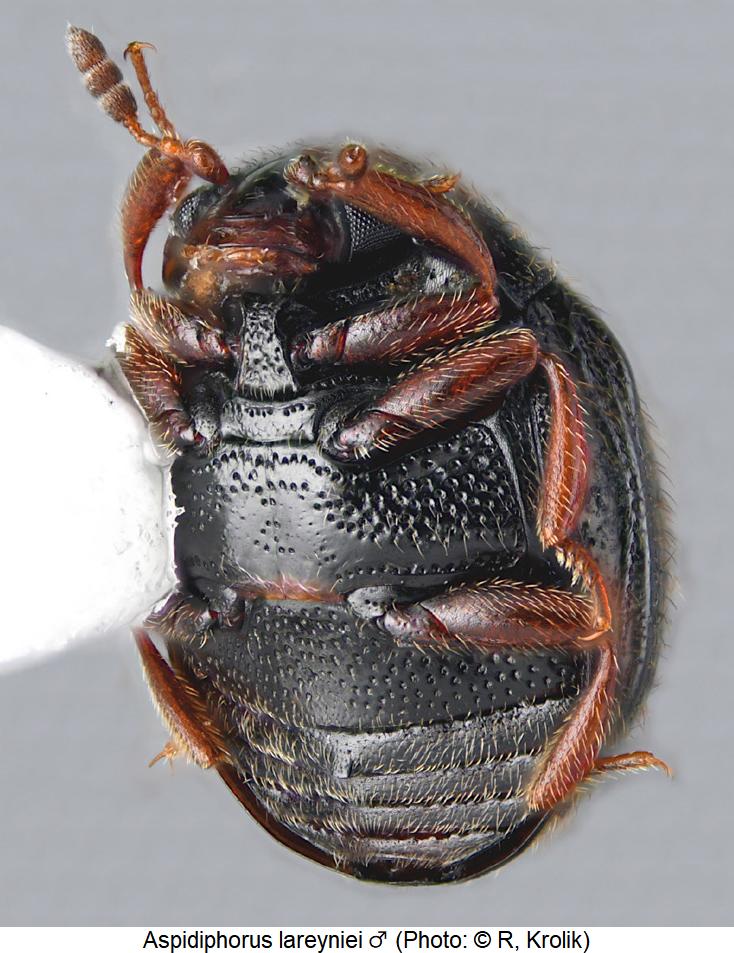 aspidiphorus_lareyniei_m_us.jpg