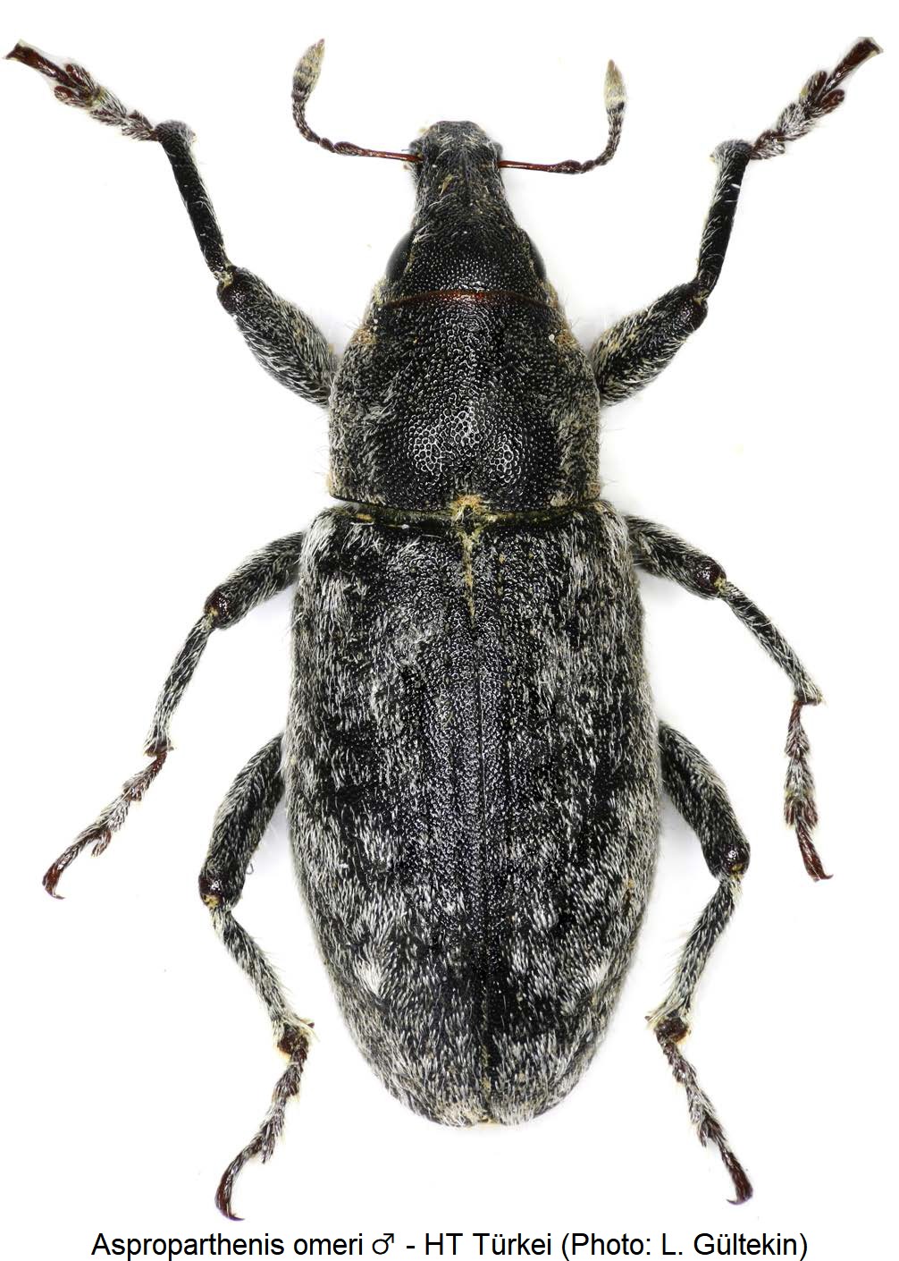 asproparthenis_omeri_m_hab.jpg