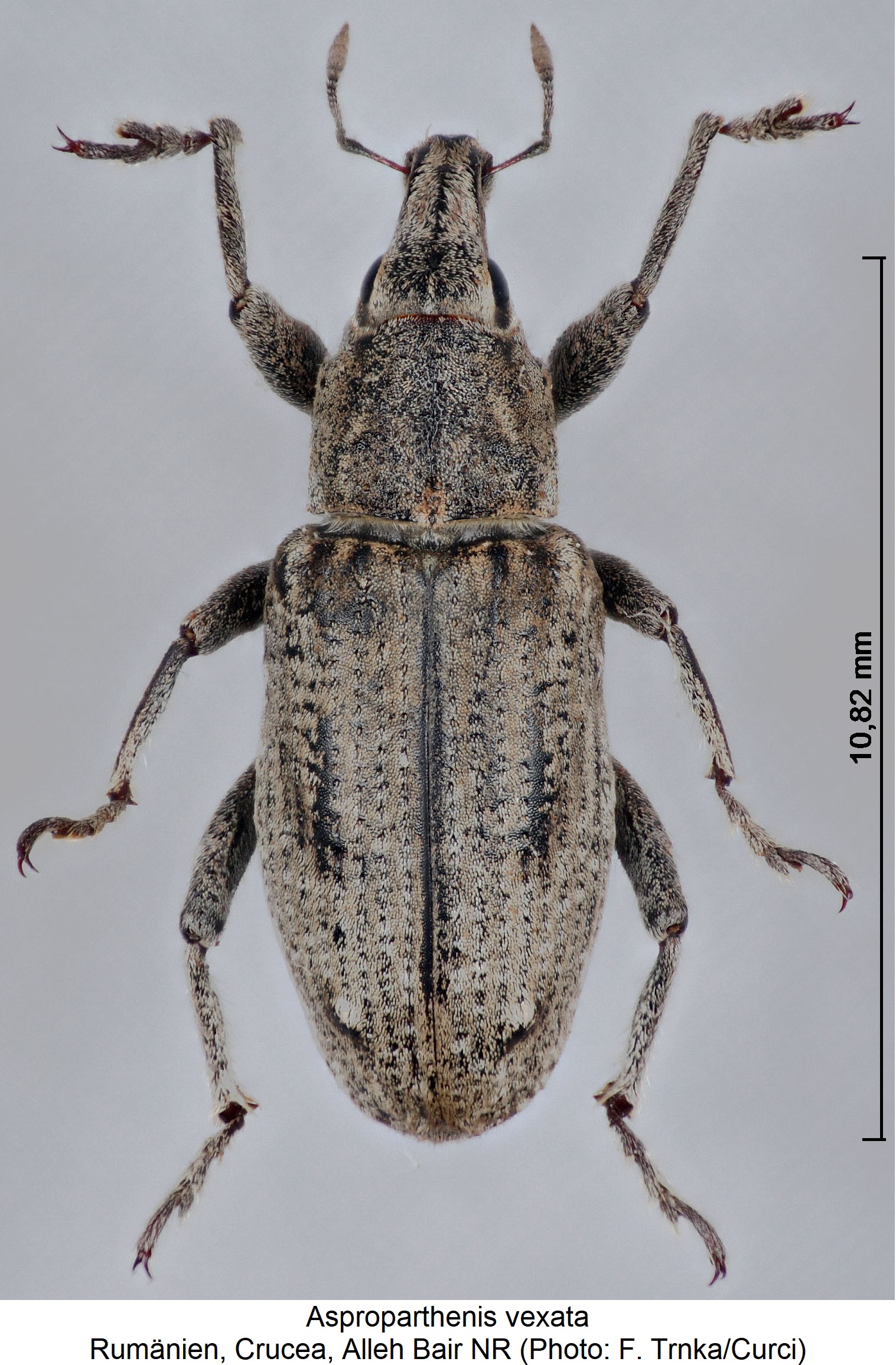 asproparthenis_vexata_hab.jpg