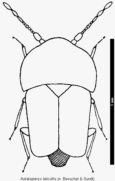 astatopteryx_laticollis_hab.gif