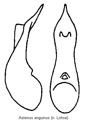 astenus_anguinus.gif