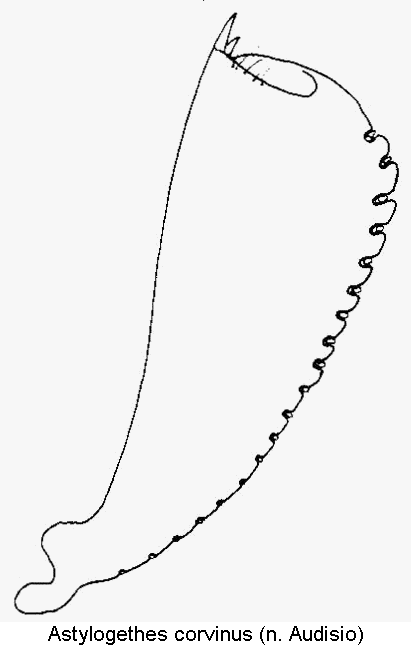 astylogethes_corvinus_vschn.gif