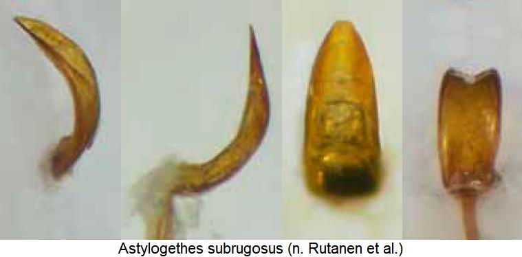 astylogethes_subrugosus.jpg