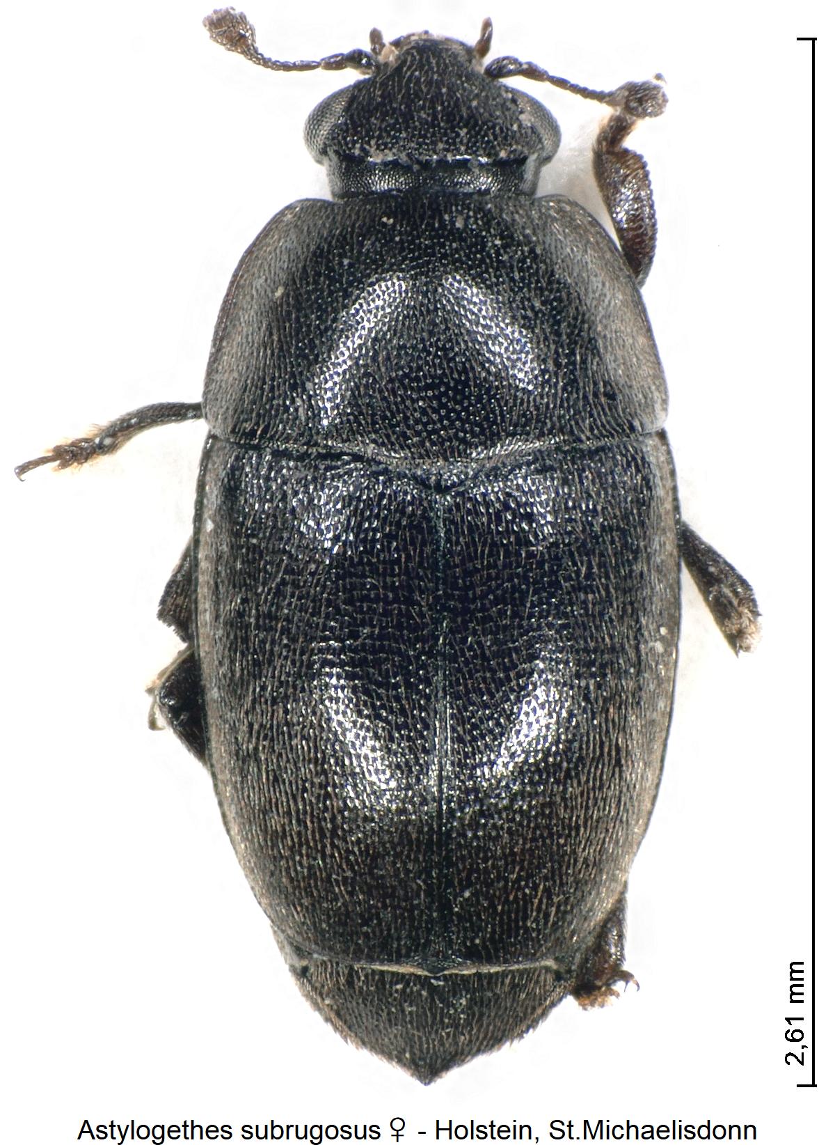 astylogethes_subrugosus_w_hab.jpg