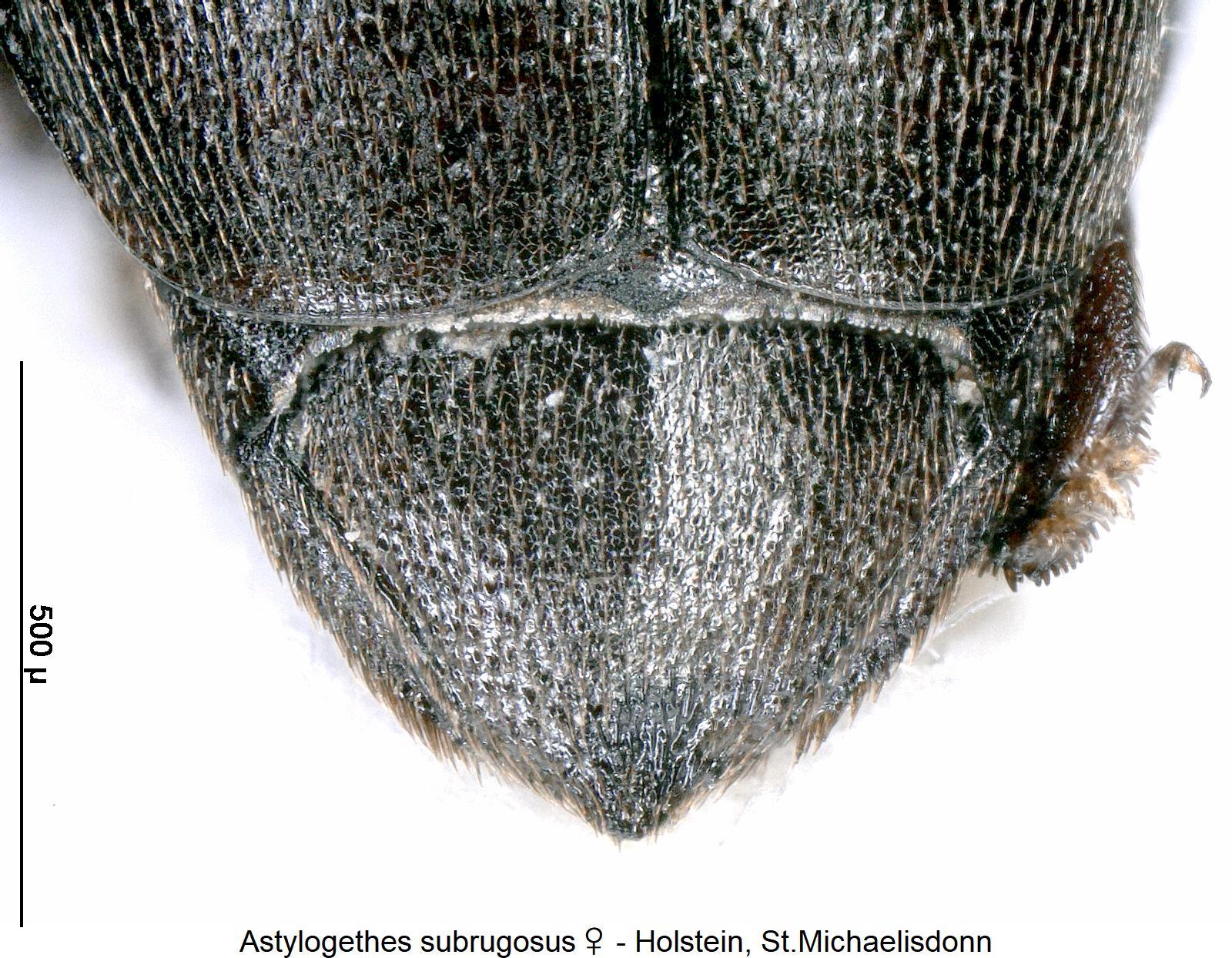 astylogethes_subrugosus_w_pyg.jpg