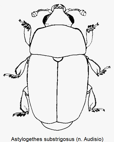 astylogethes_substrigosus_hab.gif
