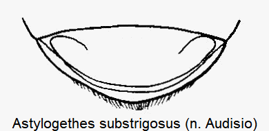 astylogethes_substrigosus_pyg.gif