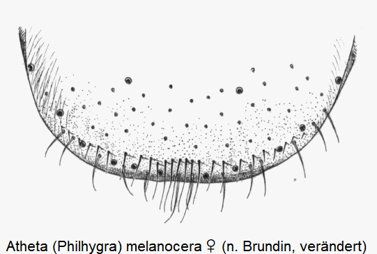 atheta_-philhygra-_melanocera_w_ster.gif