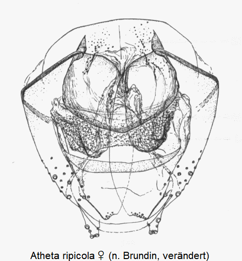atheta_-philhygra-_ripicola_w_ovi.gif