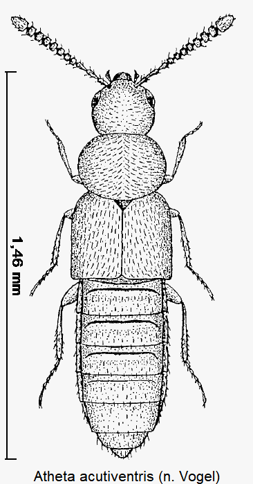 atheta_acutiventris_hab.gif