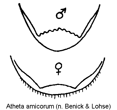 atheta_amicorum_pyg.gif