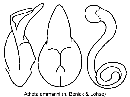 atheta_ammanni.gif