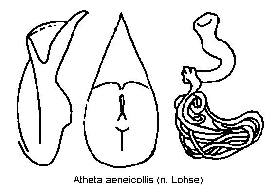 atheta_aquatica.gif