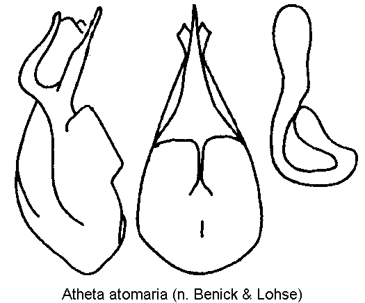 atheta_atomaria.gif