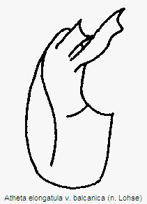atheta_balcanica.gif