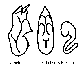 atheta_basicornis.gif