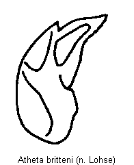atheta_britteni.gif