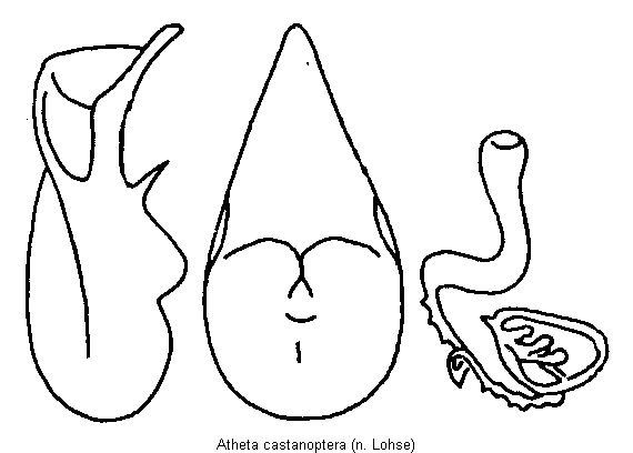 atheta_castanoptera.gif