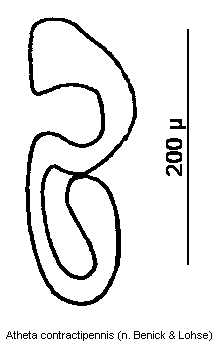 atheta_contractipennis_sperm.gif