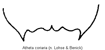 atheta_coriaria_ter.gif